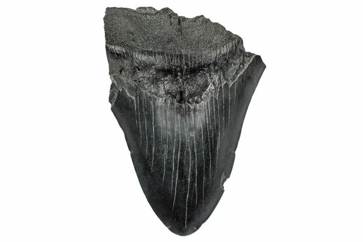 Partial Megalodon Tooth - South Carolina #332259
